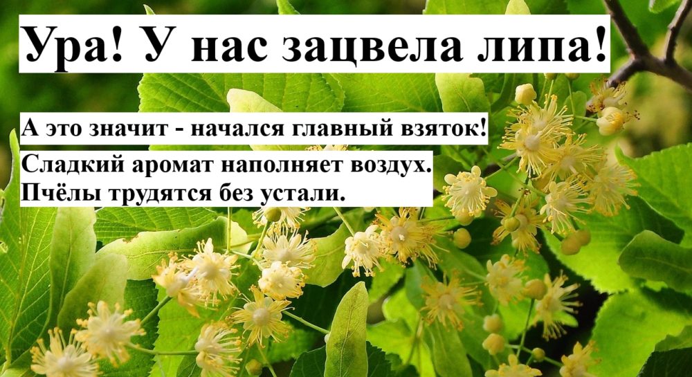 Цветение липы